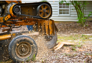 stump removal Adelaide